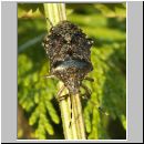 Rhaphigaster nebulosa - Graue Feldwanze 03.jpg